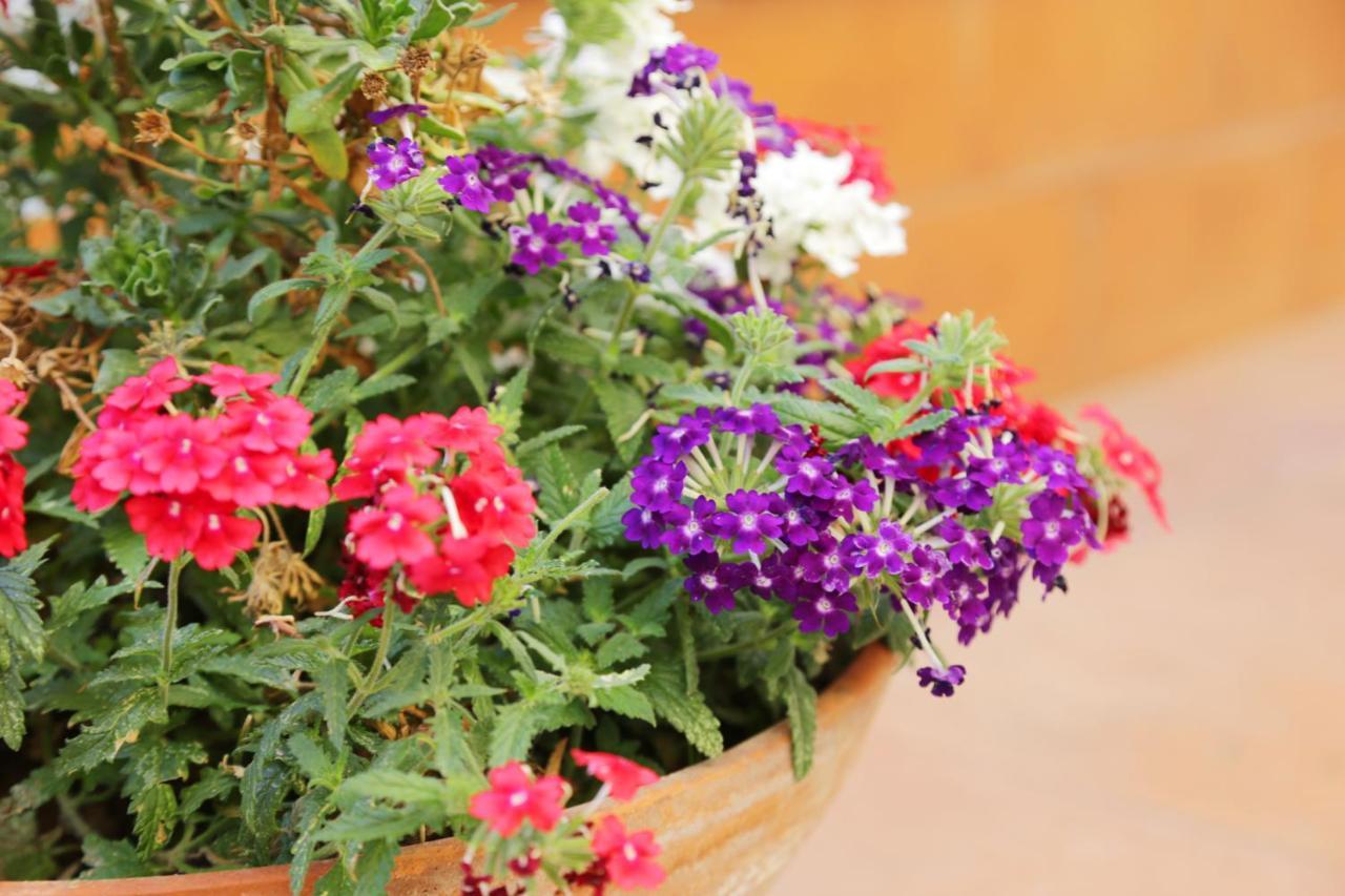 Casa Rosaria Amalfi Coast Bed and Breakfast Vietri Exteriör bild